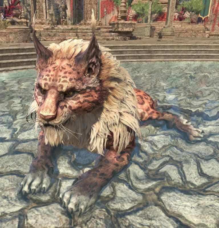 139 Inspiring Khajiit Names & Backstories Codex Nomina